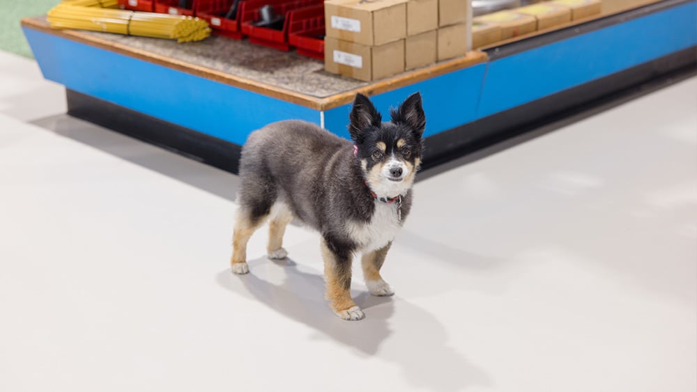 Photo of our beloved dog